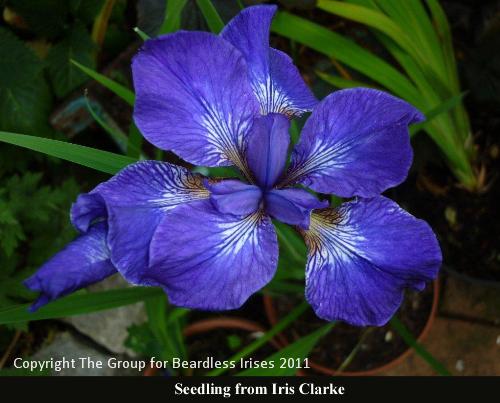 01 Iris Clarke Feb 2011 P1000546